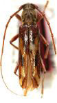 Eurysthea rotundicollis