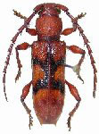 Hemilissopsis fernandezae