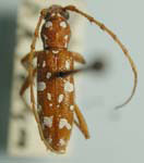 Linsleyonides albomaculatus