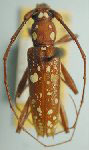 Linsleyonides chemsaki