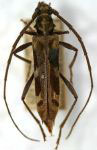 Mallocera glauca