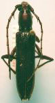 Megapsyrassa xestioides