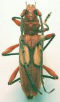 Mephritus blandus