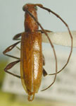  Micropsyrassa reticulata
