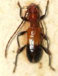  Minipsyrassa bicolor