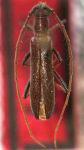  Morphaneflus prolixus