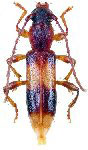  Nesanoplium dalensi