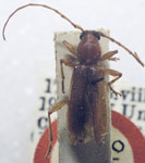  Nesiosphaerion caymanensis