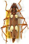  Nyssicus fernandezi  