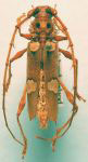  Nyssicus topographicus