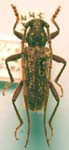  Orwellion occidentalis