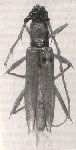  Pantonyssus pallidus