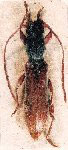  Piezophidion bordoni
