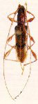 Protosphaerion pictum