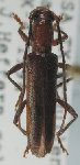  Psyrassa brevicornis