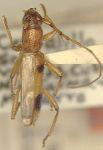 Psyrassa jaumei