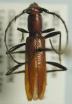  Psyrassa nigricornis