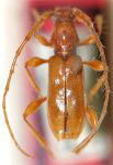  Rhomboidederes unicolor