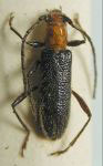  Stenosphenus insulicola