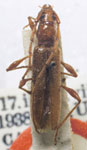  Stizocera caymanensis