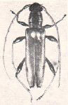  Stizocera curacaoae