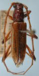  Stizocera geniculata