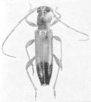  Stizocera howdeni