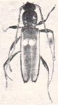 Stizocera insolita