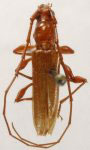  Stizocera insulana