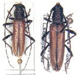  Stizocera jamaicensis