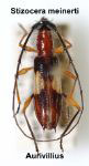  Stizocera meinerti