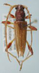  Stizocera plicicollis