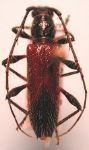  Stizocera rugicollis