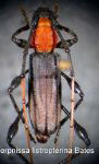  Terpnissa listropterina