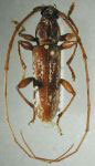 Trichophoroides jansoni