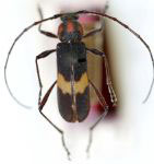 Allodemus tricolor