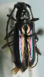 Alloesia chlorophana