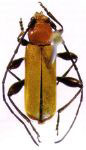Callideriphus grossipes flavipennis