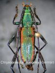 Chrysoprasis aurigena