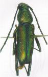 Chrysoprasis chevrolati