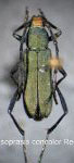 Chrysoprasis concolor