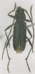 Chrysoprasis cuiciuna