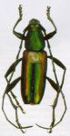 Chrysoprasis dutreuxi