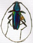 Chrysoprasis marta
