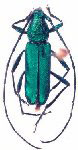Chrysoprasis morana