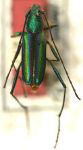 Chrysoprasis piriana piriana