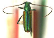 Chrysoprasis pitanga