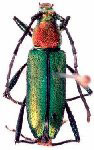 Chrysoprasis principalis