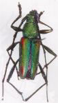 Chrysoprasis quadrimaculata