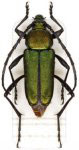 Chrysoprasis rotundicollis
